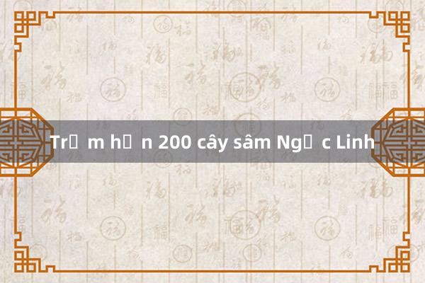 Trộm hơn 200 cây sâm Ngọc Linh